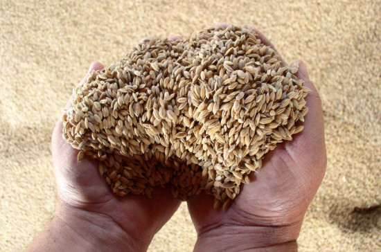 СМИ Турция ввела новые ограничения на поставку российской пшеницы