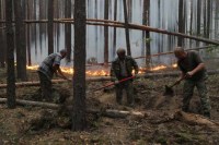 Когда у тайги появится хозяин?