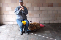 Попрошаек с животными хотят призвать к ответу