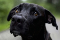 Какой закон защитит животных?