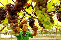 Шардоне с берегов Хуанхэ