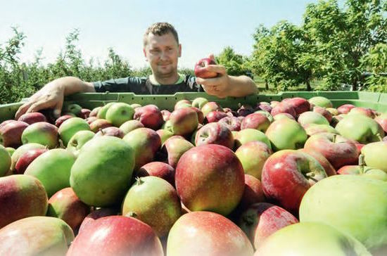 На Белгородчине яблочный бум.  И&nbsp;не только&hellip;