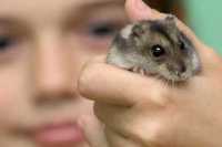 В Барнауле поймали малолетнюю воровку, совершавшую квартирные кражи с помощью хомяка