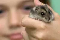 В Барнауле поймали малолетнюю воровку, совершавшую квартирные кражи с помощью хомяка