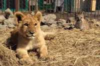 В Приморском крае установили личности нападавших на животных в зоопарке