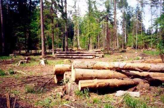 Полиция Бурятии задержала бригаду «чёрных лесорубов»