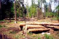 Полиция Бурятии задержала бригаду «чёрных лесорубов»