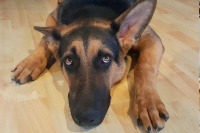 В Новосибирской области будут судить мужчин, убивших собаку для приготовления шашлыка