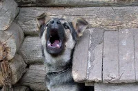 В Белгородской области возбудили уголовное дело по нападению бешеной собаки на людей
