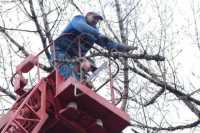 В Нижнем Новгороде застройщика лишили права на строительство за вырубку деревьев