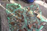 В Приморском крае задержали торговца дериватами особо ценных диких животных