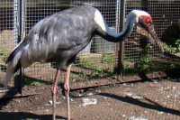 Челябинский зоопарк предложил мужчинам сравнить любимых женщин с питомцами зверинца