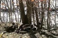 В Приморском крае впервые обнаружили редкого грифа с меткой из Монголии