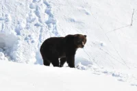 Первый весенний медведь проснулся в Кроноцком заповеднике на Камчатке