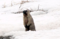 В Чувашском заповеднике просыпаются сурки &mdash; пришла весна!