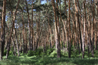 В Курганской области вырубают уникальный бор под видом санитарной чистки 