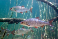 В Астраханской области рыбоводы начали эксперимент по искусственному воспроизводству воблы