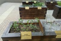 В Мичуринском парке на севере Петербурга открыли «Сад ощущений»