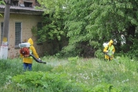 В Туле начали обработку территорий от борщевика
