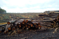 Оборот древесины в России хотят перевести в «цифру»