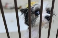 В Госдуме будут настаивать на наказании за выброшенных животных