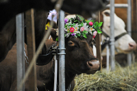 Проект о механизме ввода в оборот ветеринарных лекарств прошёл первое чтение
