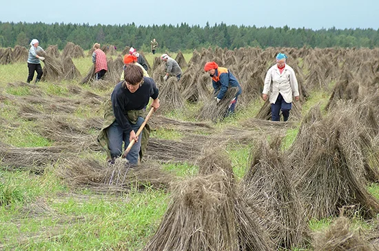 Производители льна получат финансовую поддержку государства