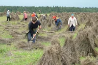 Производители льна получат финансовую поддержку государства