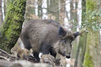 В Башкирии из-за угрозы чумы начнут отстреливать кабанов