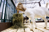 За регистрацию кормовых добавок предлагают установить госпошлину