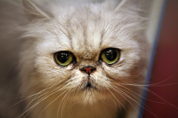 Вакцина от коронавируса для животных может быть готова в апреле