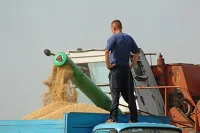 Аграриям компенсируют половину затрат на производство зерна