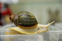 В России отменят запрет на ввоз племенных виноградных улиток