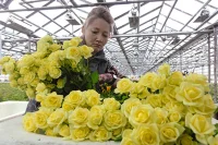 В ЛДПР предложили поддержать российских цветоводов