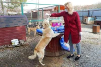Тимофеева: в споре о судьбе бездомных животных нельзя играть на эмоциях