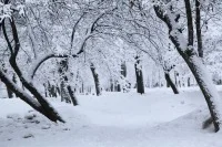 Вырубленный лес предложили компенсировать посадкой деревьев в городах