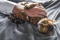 Госдума приняла во втором чтении проект о запрете изъятия домашних животных за долги