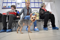 В Госдуме предложили разрешить лечение животных препаратами для людей