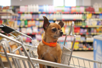 Собак и кошек хотят запретить сажать в магазинные тележки