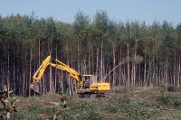 Ловить за руку «чёрных» лесорубов станет проще