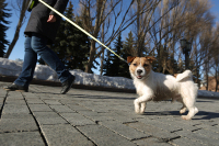 Домашних питомцев хотят запретить изымать за долги