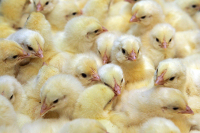 Кабмин выделит 1 млрд рублей на поддержку птицефабрик