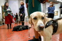 В правилах по выгулу собак могут сделать исключение для поводырей