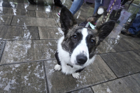 Домашних животных запретят изымать за долги