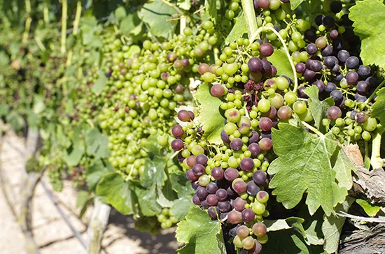 Меры господдержки виноделов по закупке импортных саженцев хотят продлить до 2027 года