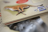 СМИ предлагают не штрафовать за ошибочную маркировку представлений