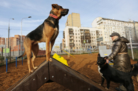 В России хотят ввести штрафы за ненадлежащее содержание животных в приютах