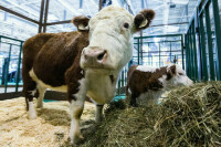 Регистрировать кормовые добавки предлагают по новым правилам