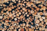 В России вводят пошлины на вывоз некоторых видов древесины