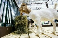 Россельхознадзор будет вести реестр кормовых добавок